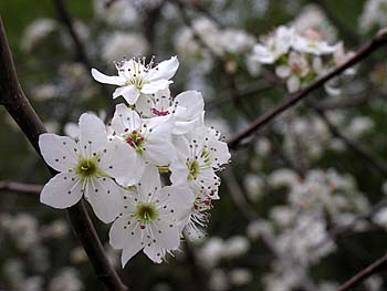 Callery/Bradford Pear (Pyrus calleryana)