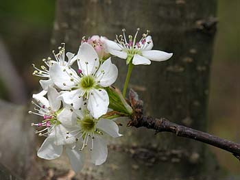 Callery/Bradford Pear (Pyrus calleryana)