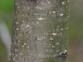 Callery/Bradford Pear (Pyrus calleryana) bark