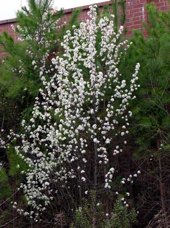 Callery/Bradford Pear (Pyrus calleryana)