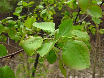 Callery/Bradford Pear (Pyrus calleryana)