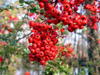 Scarlet Firethorn (Pyracantha coccinea)