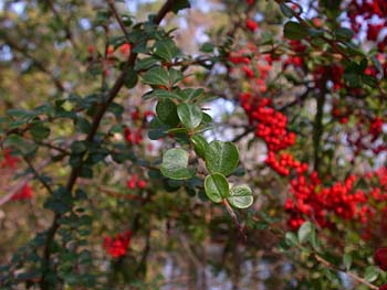 Scarlet Firethorn (Pyracantha coccinea)