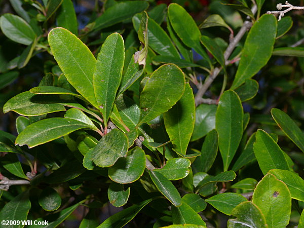 Scarlet Firethorn (Pyracantha coccinea) leaves