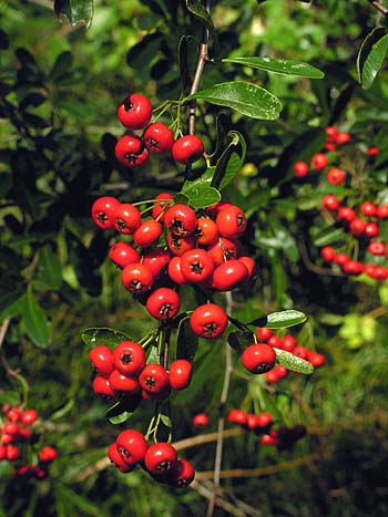 Scarlet Firethorn (Pyracantha coccinea)