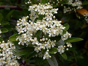 Scarlet Firethorn (Pyracantha coccinea) flowers