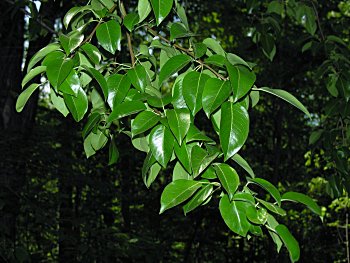 Common Pear (Pyrus communis)