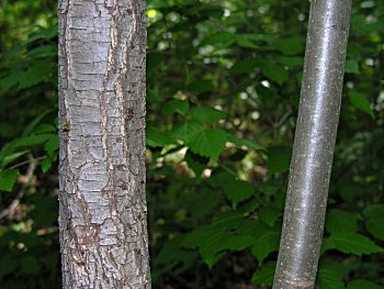 Common Pear (Pyrus communis)