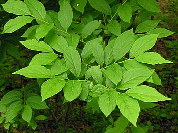 Buffalo Nut (Pyrularia pubera)