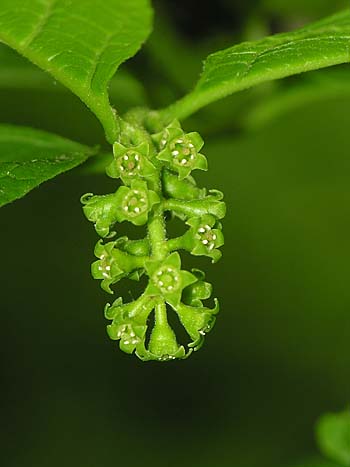 Buffalo Nut (Pyrularia pubera)