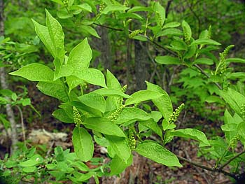 Buffalo Nut (Pyrularia pubera)