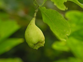 Buffalo Nut (Pyrularia pubera)