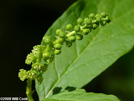 Buffalo Nut (Pyrularia pubera)