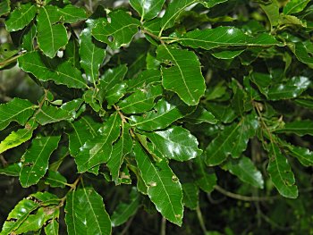 Sawtooth Oak (Quercus acutissima)