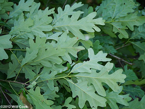 White Oak (Quercus alba) leaves