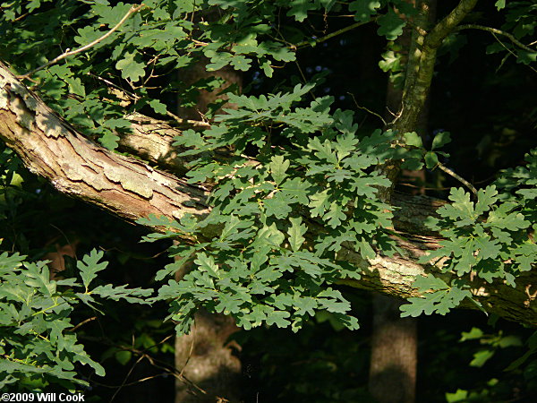White Oak (Quercus alba) leaves