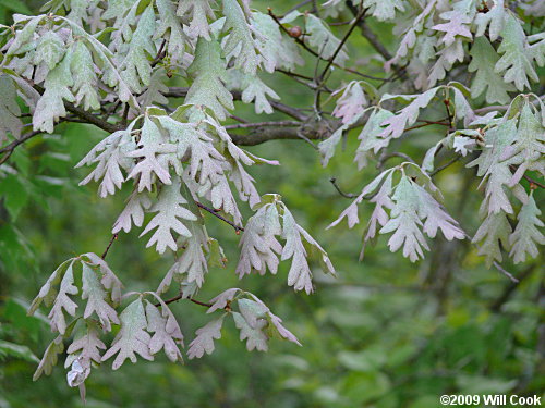 White Oak (Quercus alba) leaves