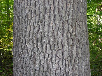 White Oak (Quercus alba)