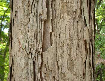 White Oak (Quercus alba)