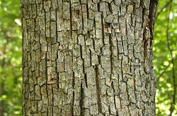 White Oak (Quercus alba)