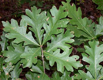 White Oak (Quercus alba)