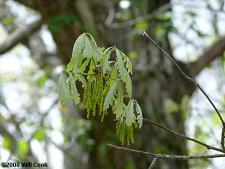 White Oak (Quercus alba) flowers