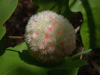 White Oak (Quercus alba)