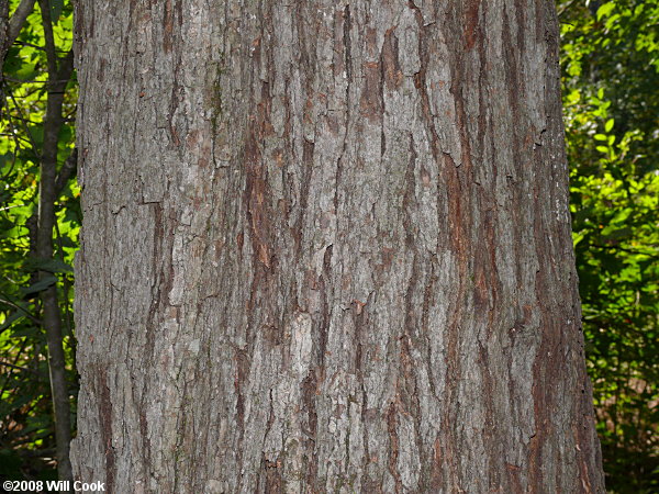 hybrid Quercus alba x Quercus lyrata