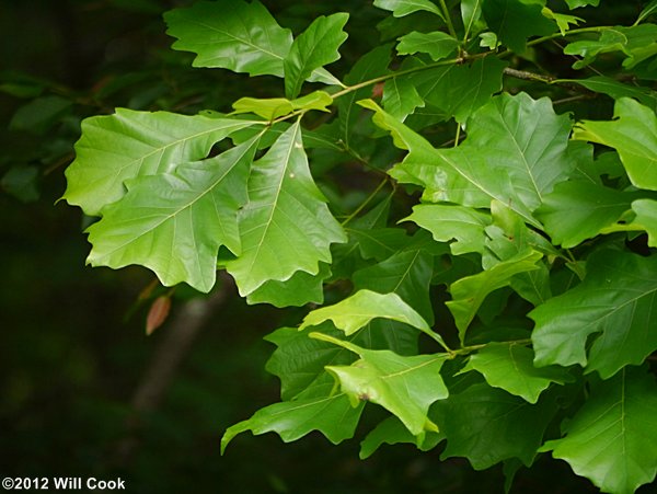 Swamp White Oak (Quercus bicolor)