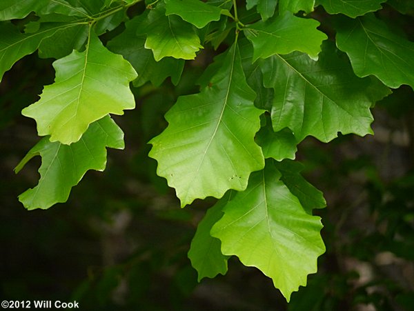 Swamp White Oak (Quercus bicolor)