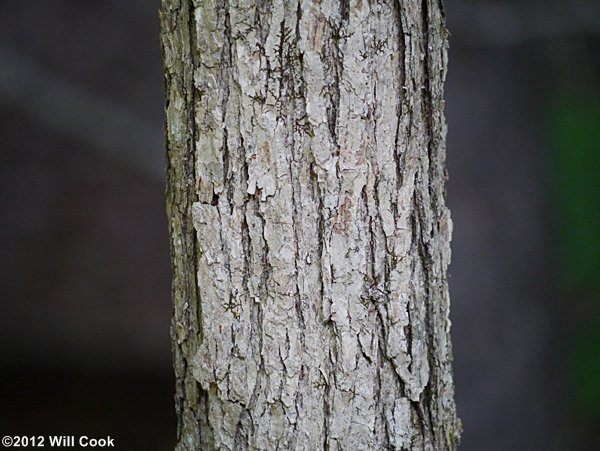 Swamp White Oak (Quercus bicolor) bark