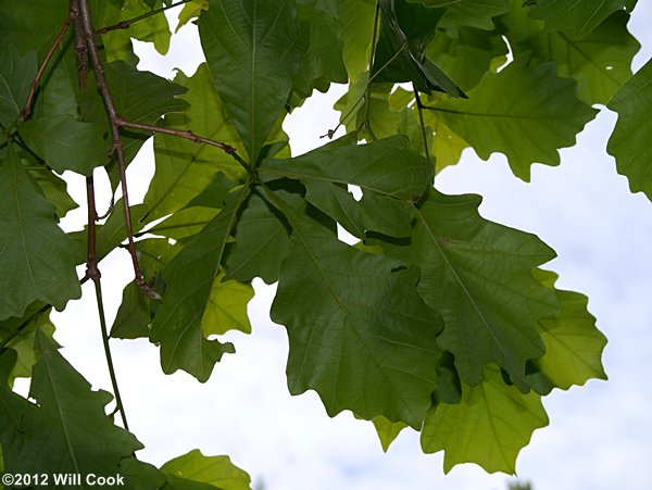 Swamp White Oak (Quercus bicolor)