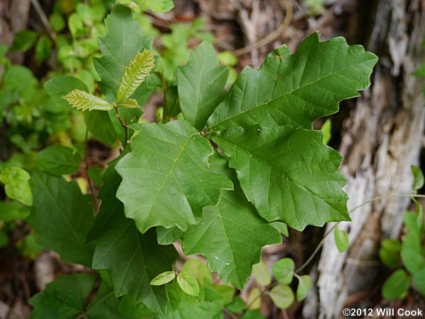 Swamp White Oak (Quercus bicolor) sapling