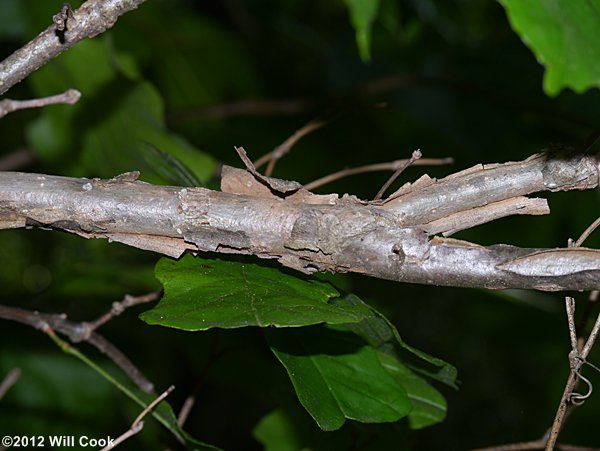 Swamp White Oak (Quercus bicolor) branch bark