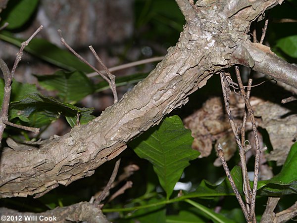 Swamp White Oak (Quercus bicolor) branch bark