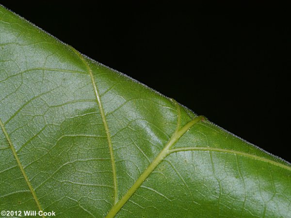 Swamp White Oak (Quercus bicolor) leaf underside