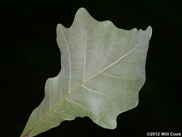 Swamp White Oak (Quercus bicolor) leaf underside