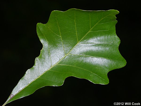 Swamp White Oak (Quercus bicolor) leaf