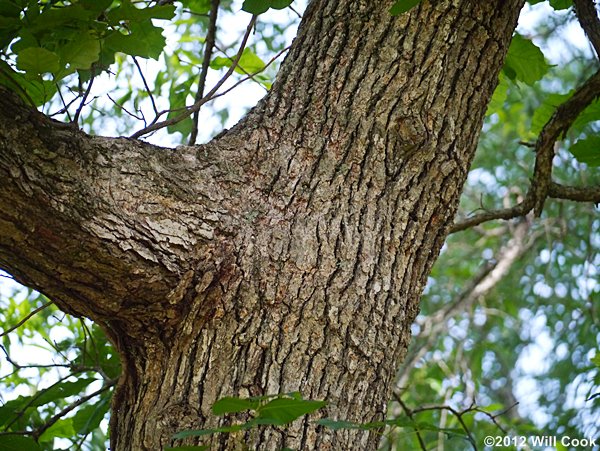 Swamp White Oak (Quercus bicolor) bark