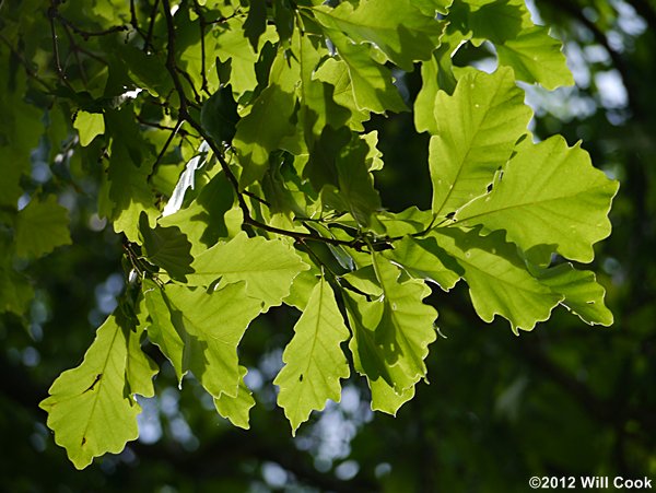 Swamp White Oak (Quercus bicolor)