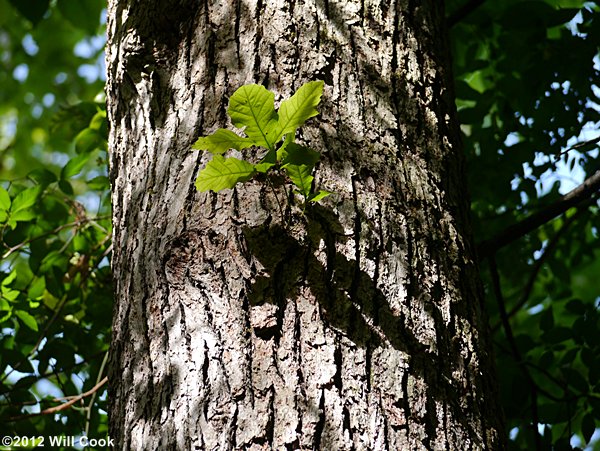 Swamp White Oak (Quercus bicolor) bark