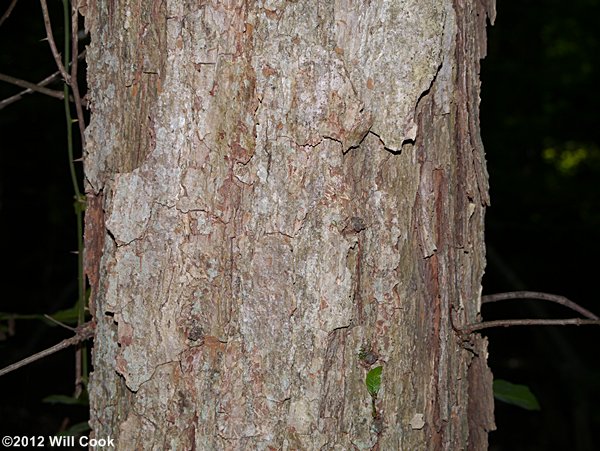 Swamp White Oak (Quercus bicolor) bark