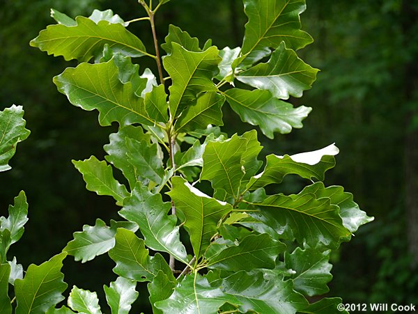 Swamp White Oak (Quercus bicolor)