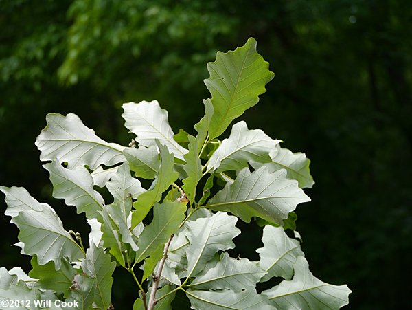 Swamp White Oak (Quercus bicolor)