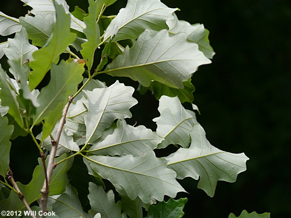 Swamp White Oak (Quercus bicolor)