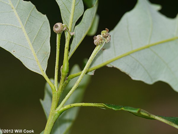 Swamp White Oak (Quercus bicolor)