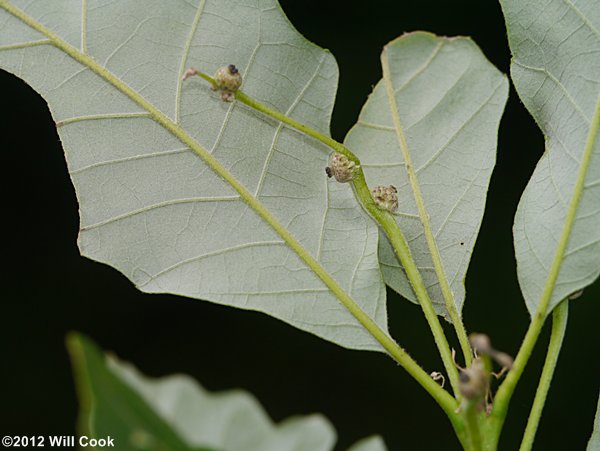 Swamp White Oak (Quercus bicolor)