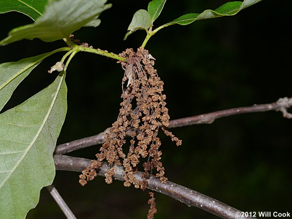 Swamp White Oak (Quercus bicolor)