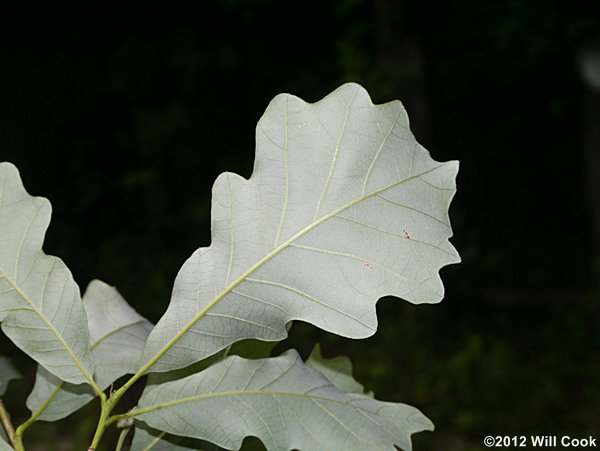 Swamp White Oak (Quercus bicolor)