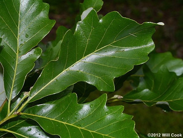 Swamp White Oak (Quercus bicolor)